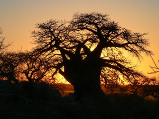 Sunset baobab Kubu
