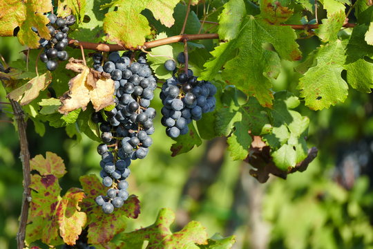 Black grapes in autumn vineyard