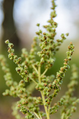 Closeup of ambrosia plant on autumn