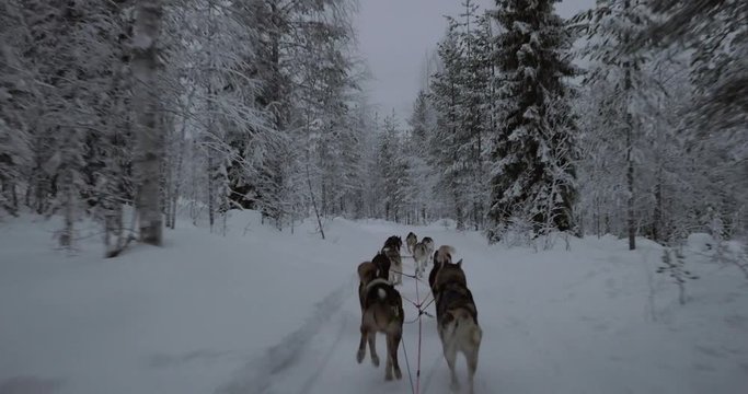 View from the moving sledge to running team of husky dogs and winter wood landscape. Northern traveling in Finland