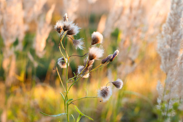 autumn grass, autumn sun