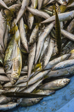 Anchovies at the Karakoy fish market (Karak&scaron;y Balik Pazari), Istanbul, Turkey.