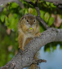 Tree squirrel with seed