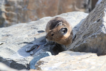 Pika Glacier NP Montana USA
