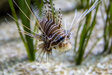 Red lionfish