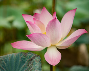 lotus flower pink nature blossom water background beautiful - Powered by Adobe