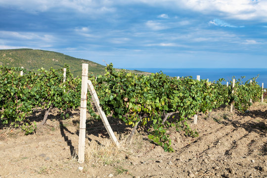 vineyard of winery farm on Black Sea Coast