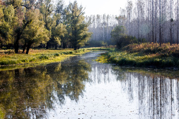 Autumn landscape. Composition of nature.