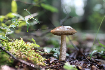 boletus mushroom drop of water