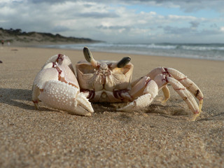 Pink ghost crab, Paindane beach.
