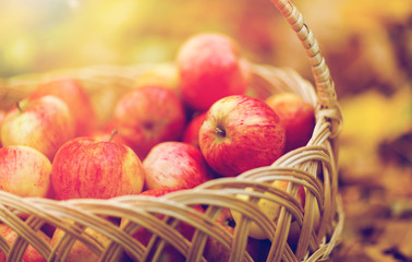 wicker basket of ripe red apples at autumn garden