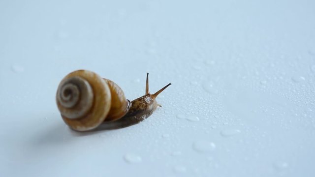 カタツムリ　水滴

　
