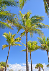 Obraz premium Palm trees and blue sky