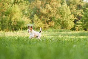 Wire fox terrier running in the park on a warm summer day copyspace animals pets dogs happiness vitality lifestyle friend concept. 