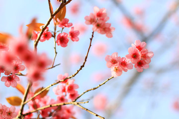 Branch of the Wild Himalayan Cherry flower in Northern of Thailand