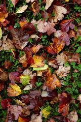Red and yellow hawthorn leaves background