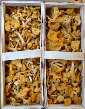 Pfifferlinge im Spankorb