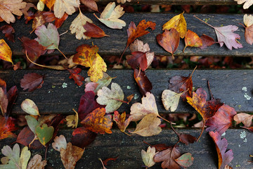 Red and yellow autumn leaves scattered on bench