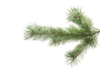 pine branch isolated
