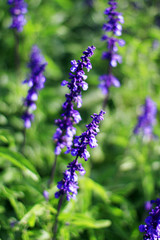 Field of Lavender flower in the garden