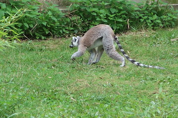 Ring-tailed lemur