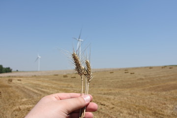 Fototapeta na wymiar wheat field