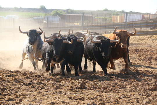 toros campo ganader&iacute;a brava