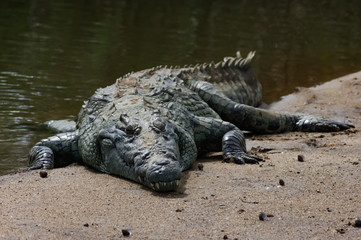 Sleeping crocodile portrait