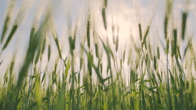 Wheat spikes are beautifully pricked in the wind
