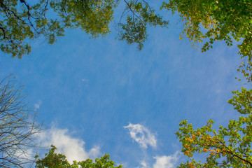 Fototapeta premium View Up in a Autumn Forest