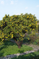 Fototapeta na wymiar Orange tree