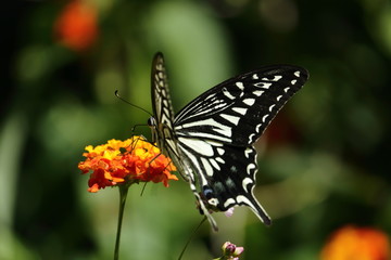 Fototapeta premium swallowtail butterfly