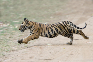 Fototapeta na wymiar Junger Tiger kreuzt den Weg