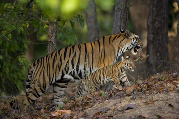 Tigerin mit einem Jungen