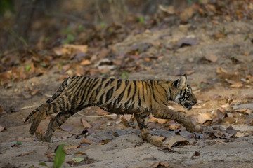 Fototapeta na wymiar Junger Tiger am Laufen