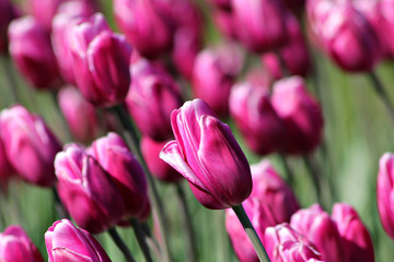 tulips