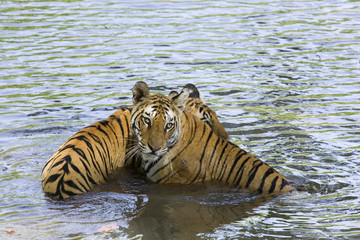 Fototapeta na wymiar Tigerin kuehlt sich mit aelterem Jungen ab