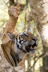 Junger Tiger sitzt im Baum