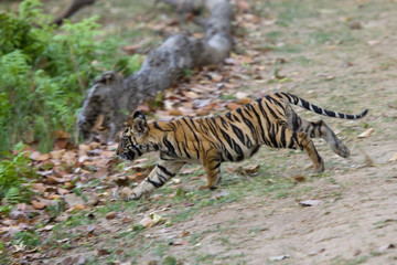 Junger Tiger kommet aus dem Dschungel