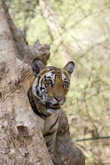 Junger Tiger sitzt im Baum