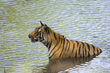 Fototapeta na wymiar Tiger beobachtet die Artgenossen