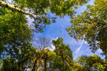 View Up in a Autumn Forest