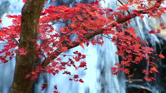 秋の山鶏滝・やまどりたき（福島県・平田村）動画