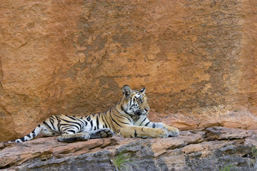 Tiger ruht in einer Felswand