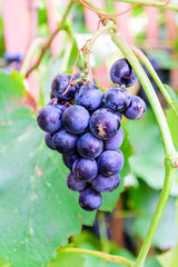 Bunch of the grape on a bush