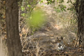 Tiger beobachtet die Beute