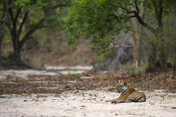 Tiger liegt in einem trockenem Flussbett