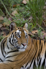 Fototapeta na wymiar Tiger beobachtet die Umgebung