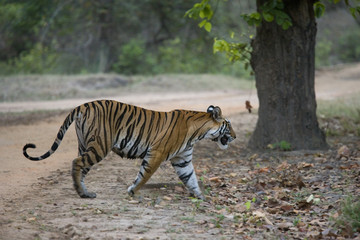 Tiger geht in den Wald