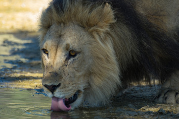 Drinking male lion.